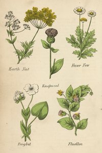 土坚果、发烧虫、叩头草、蛙兔、萤火虫（彩色石版画） 作者 英语学校