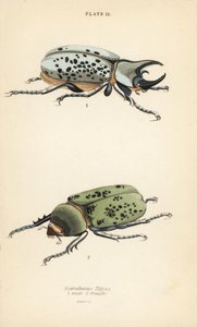 东部大力士甲虫，Dynastes tityus，雄性1，雌性2 作者 英语学校