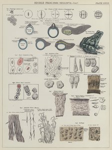 食用蛙，Rana Esculenta（彩色平版印刷）。 作者 英语学校