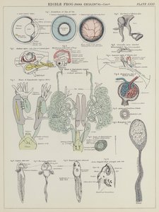 食用蛙，Rana Esculenta（彩色石版画） 作者 英语学校