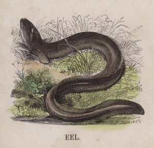 Eel (coloured engraving) 作者 英语学校