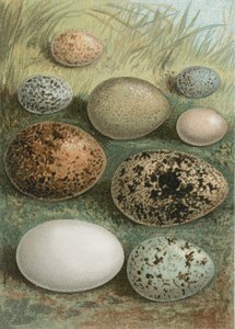 蛋 作者 英语学校