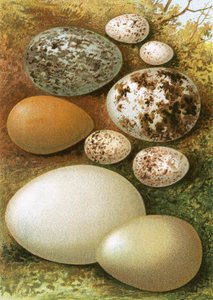 蛋 作者 英语学校