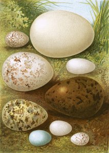 蛋 作者 英语学校
