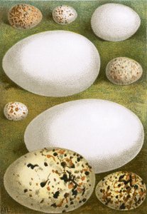 蛋 作者 英语学校