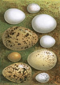 蛋 作者 英语学校