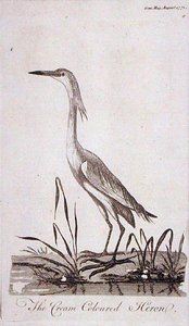 白鹭，来自《绅士杂志》，1771年8月出版（雕刻）。 作者 英语学校