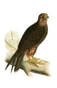 Eleonora Falcon，来自查尔斯·罗伯特·布里（1811-86）的“不列颠群岛未观察到的欧洲鸟类历史”，1867年出版