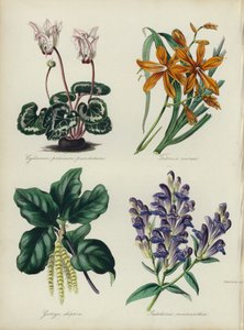 英国花园：仙客来、Tritonia aurea、Garrya elliptica、Scutellaria macrantha（彩色石版画） 作者 英语学校