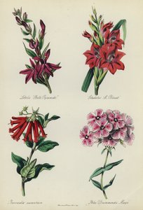 英国花园：山梗菜“ Belle Pyramide”，唐Gla蒲“ M Blouet”，布瓦迪亚·奥兰提卡（Bouvardia aurantiaca），福禄考·德拉蒙蒙德·梅伊 作者 English School