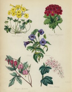 英国花园：Oxalis看到是独特的天竺葵，亚洲Torenia，Dielytra海芋，Ribes Albidum 作者 英语学校