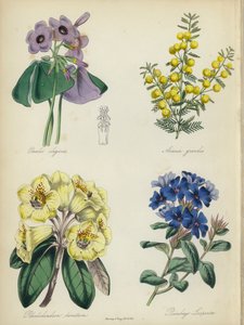 英国花圃Oxalis elegans, Acacia grandis, Rhododendron lanatum, Plumbago Larpentae (colour litho) 作者 英语学校