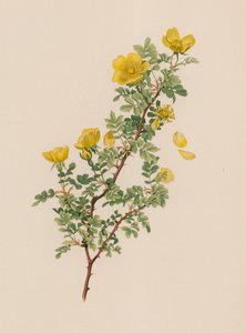 英国玫瑰 作者 英语学校