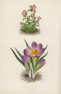 Erythraea Aggregata；Crocus Sieberi（彩色石版画） 作者 英语学校
