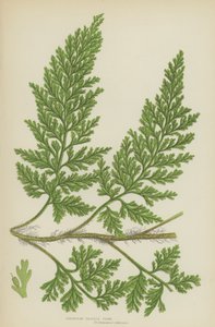 European Bristle Fern (colour litho) 作者 英语学校