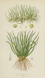欧洲藜，匍匐茎（彩色平版印刷品） 作者 英语学校
