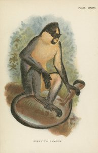 Everetts Langur 作者 英语学校