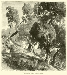 Evergreen Oaks，靠近夏卡 作者 英语学校