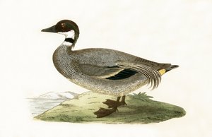 Falcated Teal，来自“不列颠群岛未观察到的欧洲鸟类历史”的插图作者Charles Robert Bree（1811-86），1867年出版 作者 英语学校