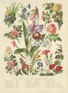 熟悉的开花植物（彩色印刷版） 作者 英语学校