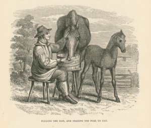 给母马喂食，哄小马驹进食（雕刻） 作者 英语学校