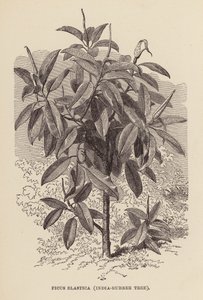 印度橡胶树（雕刻） 作者 英语学校