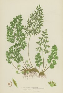 Fine Leaved Gymnogram, Parsley Fern (colour litho) 作者 英语学校