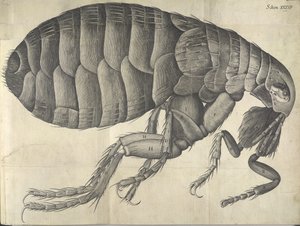 跳蚤，选自《微型图画 作者 英语学校