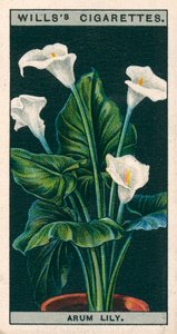 盆栽花卉旱金莲或绣线菊（chromolitho） 作者 英语学校