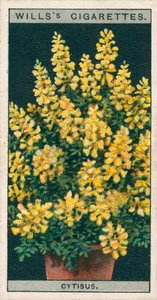 盆栽花卉Cytisus 或 Genista (chromolitho) 作者 英语学校