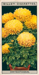 盆栽花卉矮小菊花 (chromolitho) 作者 英语学校