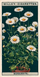 盆栽花卉玛格丽特 (chromolitho) 作者 英语学校