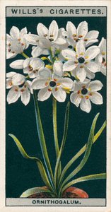 盆栽花卉绣线菊（chromolitho） 作者 英语学校