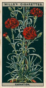 盆栽花卉永生花康乃馨 (chromolitho) 作者 英语学校