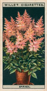盆栽花卉穗花杉 作者 英语学校