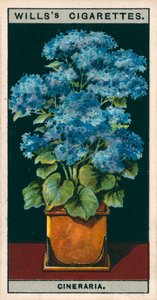 盆栽花卉星光菊（chromolitho） 作者 英语学校