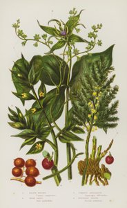英国的开花植物：Black Briony、Herb Paris、Common Asparagus、Butchers Broom（彩色石版画） 作者 英语学校