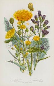 英国的开花植物：蓝母猪蓟、母猪蓟、玉米母猪蓟、普通一年生母猪蓟、尖流苏一年生母猪蓟（彩色石版画） 作者 英语学校