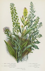 大不列颠的开花植物：阔叶胡椒草、狭叶胡椒草、田野胡椒草、毛胡椒草、苦糖果草（彩色石印版） 作者 英语学校