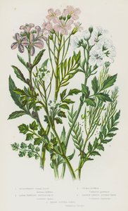 Flowering Plants of Great Britain: Bulbiferous Coral-Root, Large-Flowered Bitter-Cress, Cuckoo-Flower, Narrow-Leaved Bitter-Cress, Hairy Bitter-Cress (colour litho) 作者 英语学校