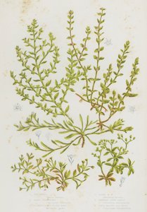 Flowering Plants of Great Britain: Chickweed, Sand Strapwort, Glabrous Rupture Wort, Hairy Rupture Wort, Whorled Knot Grass, Four Leaved All Seed (colour litho) 作者 英语学校