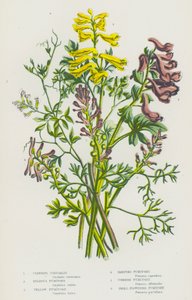 大不列颠的开花植物：攀援堇菜、球茎烟梗、黄烟梗、匍匐烟梗、普通烟梗、小花烟梗（彩色石印本） 作者 英语学校