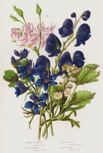 英国的开花植物：Common Columbine、Field Larkspur、Monk