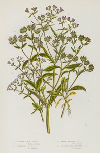Flowering Plants of Great Britain: Common Corn Salad, Carinated Corn Salad, Sharp-Fruited Corn Salad, Smooth Narrow-Fruited Corn Salad (colour litho) 作者 英语学校