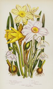 大不列颠的开花植物：普通水仙、诗人水仙、浅色水仙、雪莲花、夏季雪花（彩色石版印刷品） 作者 英语学校