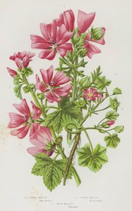大不列颠的开花植物：普通锦葵、矮锦葵、麝香锦葵（彩色印刷版） 作者 英语学校