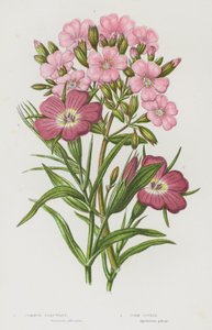 大不列颠的开花植物：普通皂草、粟米鸡冠花（彩色石印本） 作者 英语学校