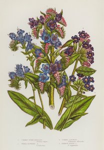 大不列颠的开花植物：普通蝰蛇草、紫花蝰蛇草、普通龙舌兰、窄叶龙舌兰（彩色石印版） 作者 英语学校