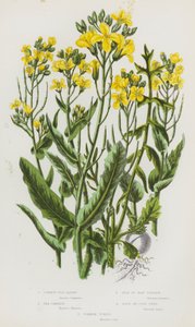 大不列颠的开花植物：普通野菜、海白菜、马恩岛白菜、油菜或薏苡仁、普通芜菁（彩色石印版） 作者 英语学校