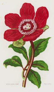 大不列颠的开花植物全叶牡丹（彩色石印版） 作者 英语学校